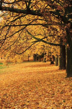 Parktaki sonbahar ağacı