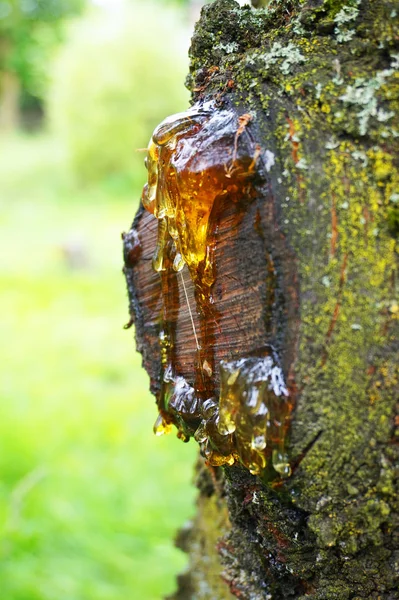 Harz auf dem Baum — Stockfoto