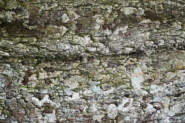 Textura cinzenta casca — Fotografia de Stock
