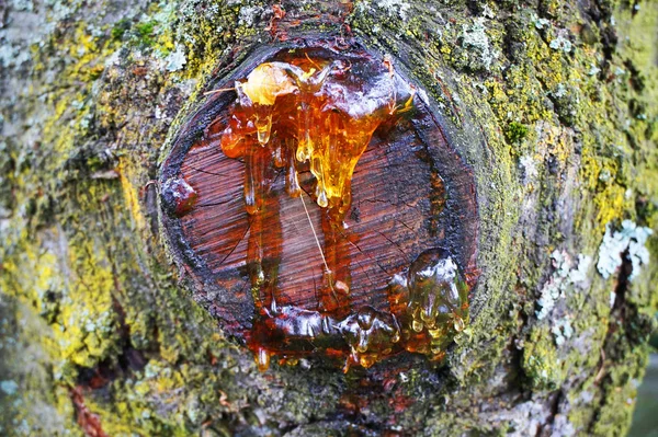 Resin on the tree — Stock Photo, Image
