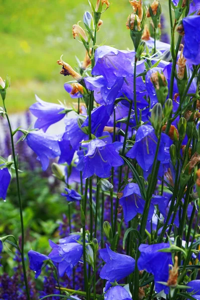 Blaue Glockenblumen — Stockfoto