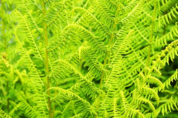 Fern plant texture — Stock Photo, Image