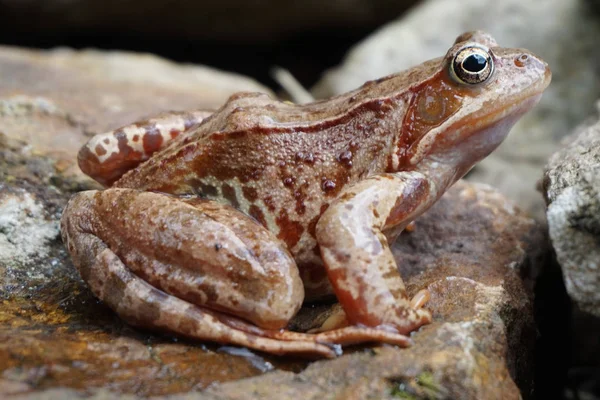 Rana saltador marrón — Foto de Stock