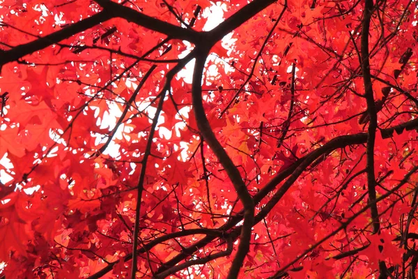 秋の色葉テクスチャ — ストック写真