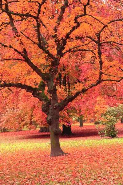 Höst träd i parken — Stockfoto