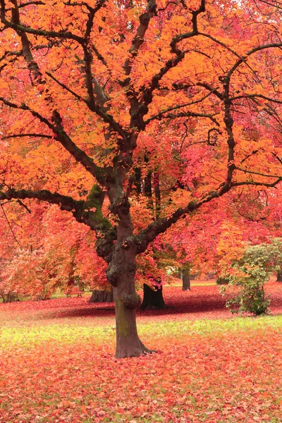 Herbstbaum im Park — Stockfoto