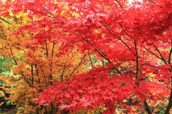 Color otoño hojas textura — Foto de Stock