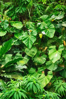 yaprak yeşil arka plan