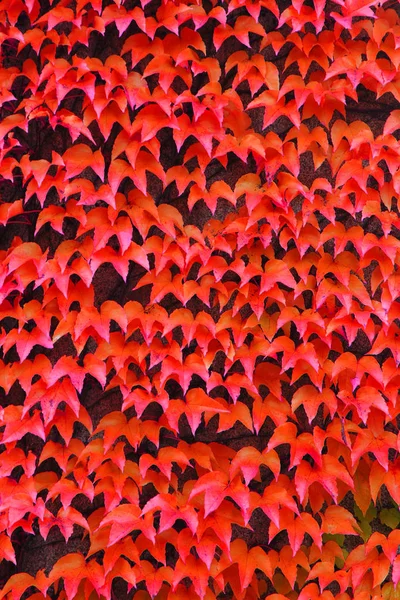 Foglie rosse d'autunno — Foto Stock