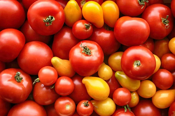 Röda och gula tomater bakgrund — Stockfoto