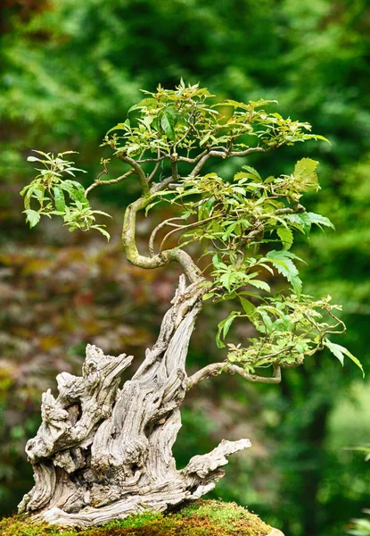 Bonsai de árvore pequena — Fotografia de Stock