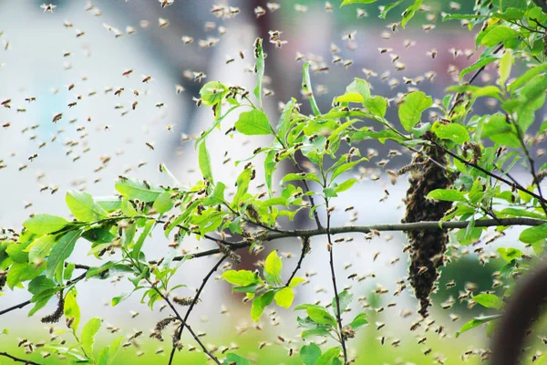 Grappe d'abeilles en été — Photo