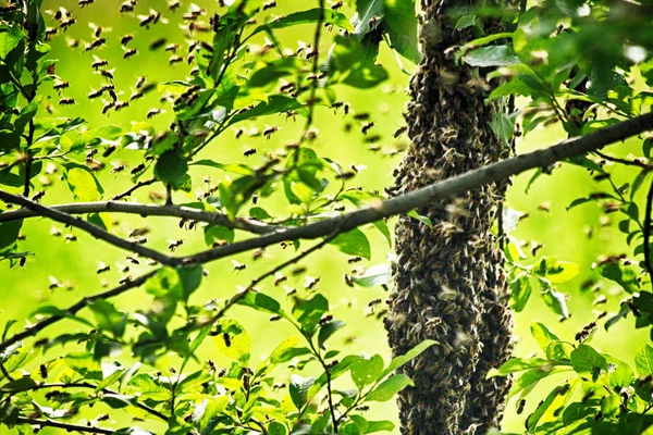 Grappe d'abeilles en été — Photo