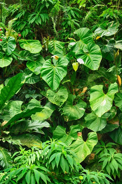 yaprak yeşil arka plan