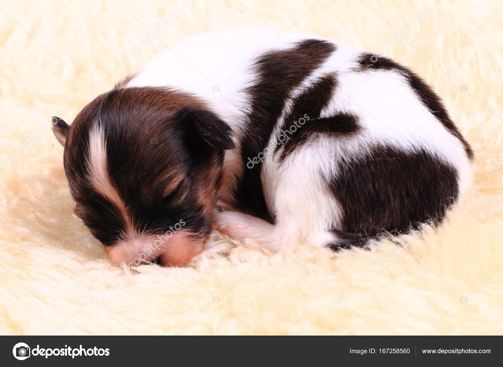 newborn papillon puppies