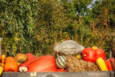 renk kabaklar arka plan