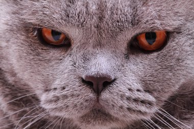 İngiliz kedi yüz