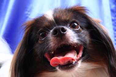 Papillon köpek genç bayan