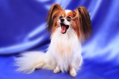 Papillon köpek yaşlı kadın