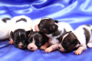 Papillon köpek Yenidoğan