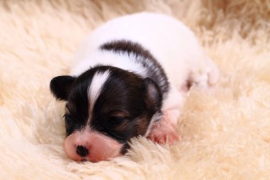 Papillon köpek yeni doğan