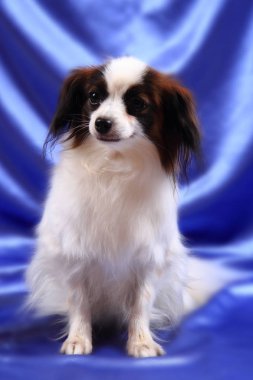 Papillon köpek genç bayan