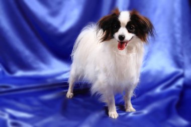 Papillon köpek genç bayan