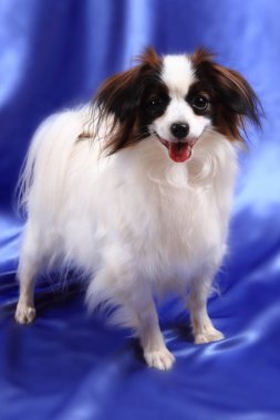 Papillon köpek genç bayan