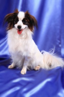Papillon köpek genç bayan