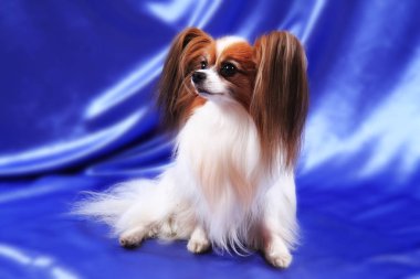 Papillon köpek yaşlı kadın