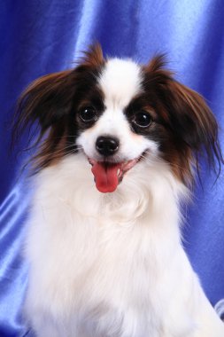 Papillon köpek genç bayan