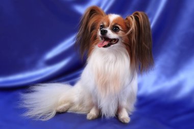 Papillon köpek yaşlı kadın
