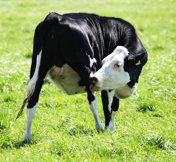 Krowa w trawie — Zdjęcie stockowe