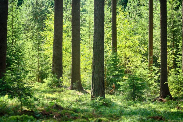 Forêt printanière verte — Photo