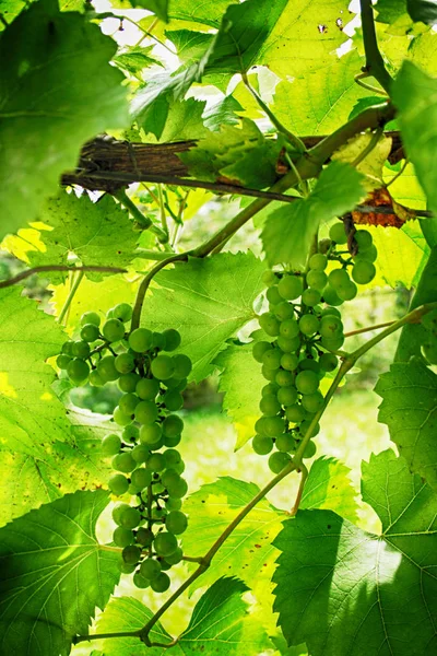 Uvas blancas verdes —  Fotos de Stock