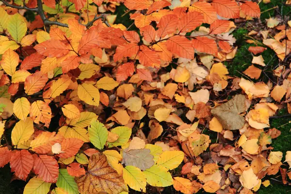 Autumn color leaves texture — Stock Photo, Image