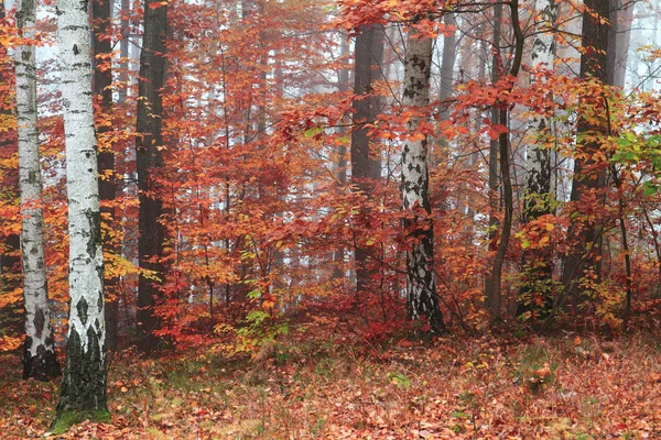 バーチの木の森 — ストック写真