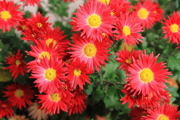 Red autumn flowers — Stock Photo, Image