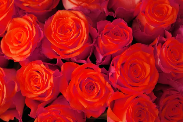 Red rose background — Stock Photo, Image