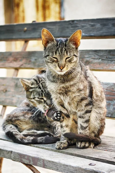 Zwei Katzen ruhen — Stockfoto