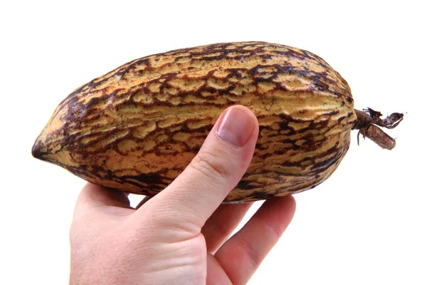 Какао фрукти, ізольовані — стокове фото