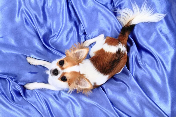 Chihuahua está descansando em veludo azul — Fotografia de Stock