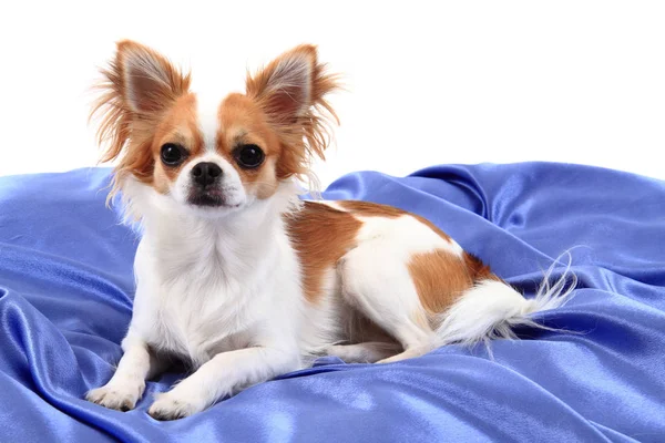Chihuahua jest w stanie spoczynku w blue velvet — Zdjęcie stockowe