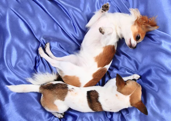 Chihuahua dogs are resting in blue velvet — Stock Photo, Image