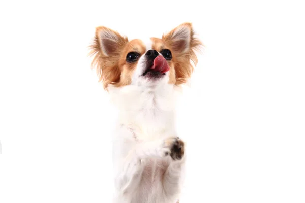 Chihuahua pequeño aislado — Foto de Stock