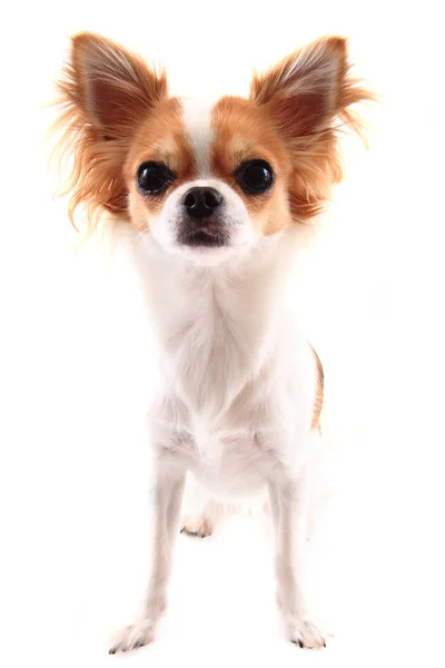 Kleiner Chihuahua isoliert — Stockfoto