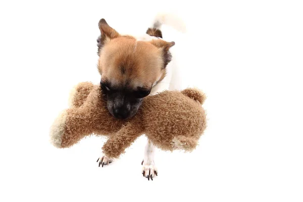 Petit chihuahua avec jouet isolé — Photo