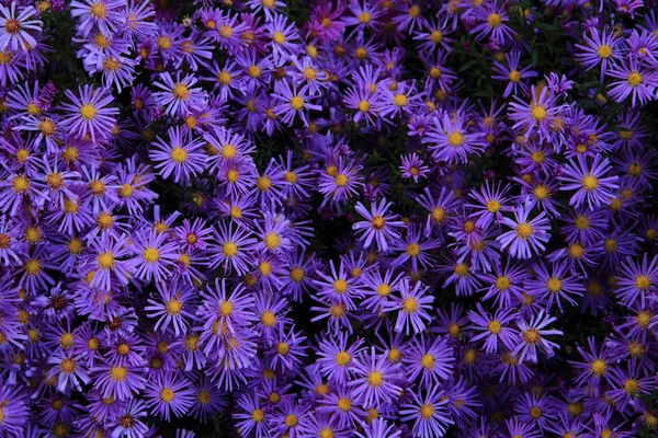 Violette Blütenstruktur — Stockfoto