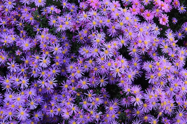 Violet flower texture — Stock Photo, Image