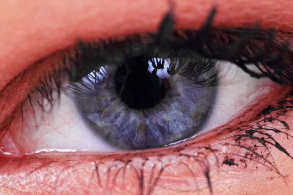 Blauwe vrouwen oog — Stockfoto